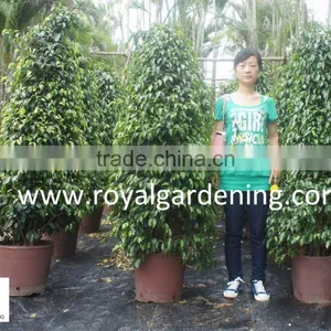 Ficus Benjamina Tower Shape thumbnail-1