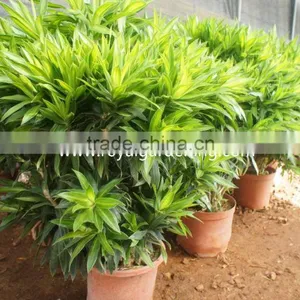 Dracaena Reflexa Ornamental Plants thumbnail-2