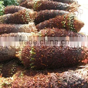 Cycas Revoluta Bare Root Without Leaves thumbnail-1