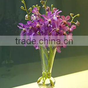 Fresh Cutted Orchid thumbnail-1