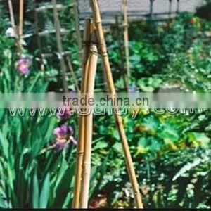 Thick Walled Cheap Tonkin Bamboo Poles Wholesale for Plants thumbnail-2