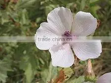 2014 Marshmallow Flowers thumbnail-1