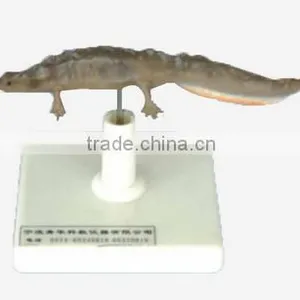 Newt Model thumbnail-1