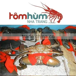 LIVE Egg Mud Crab Vietnam, Female Mud Crab thumbnail-5