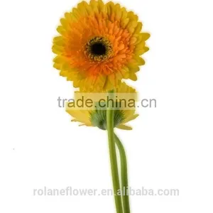 Kunming Flower Export Rainbow Gerbera Daisy Flower Silk Gerbera Daisy Flowers With 0.6-0.8kg/bundle From Yunnan, China thumbnail-3