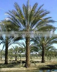 Phoenix Dactylifera Tree, Palm Tree thumbnail-1