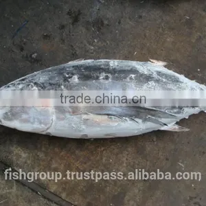ALBACORE WHOLE ROUND thumbnail-5