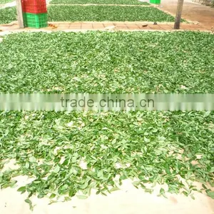 Viet Nam Famous Oolong Tea thumbnail-5