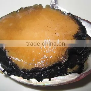 Fresh Live Abalone for Sale thumbnail-1
