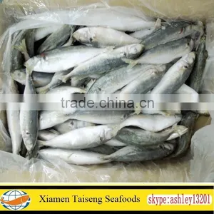Frozen Round Scad Fish With Size 8-10 for Philippines thumbnail-3