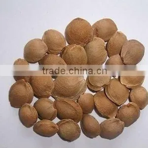 Best Quality Common Bitter Apricot Kernels(GF3) thumbnail-1