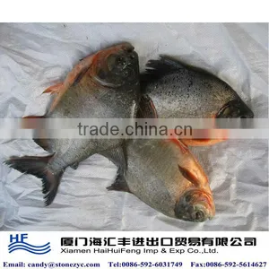 Frozen Whole Pomfret thumbnail-1