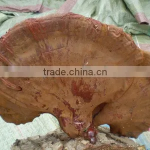 BNP Supply High Quality And Organic Reishi Mushroom Extract Triterpene 1% thumbnail-1