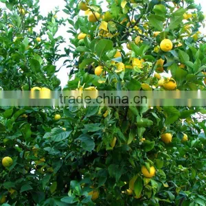 Lemon Tree thumbnail-3
