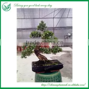 Bonsai Tree In Bonsai thumbnail-4