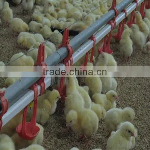 Manufacturer Broiler Poultry Farm Equipment thumbnail-5