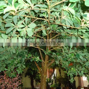 BTR022 GNW Decorative Plants Artificial Banyan Tree for Decoration thumbnail-2