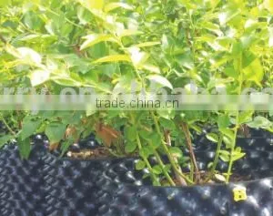 Plastic Root Control Container/pot for Garden Tools thumbnail-6