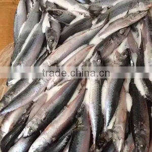 BQF Frozen Fish Pacific Mackerel Fish thumbnail-1