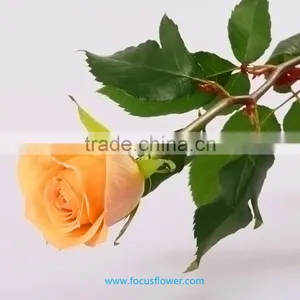 Holland Roses in 2016 Popular Gerbera Flowers Fresh Cut Flower From Kunming thumbnail-6