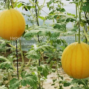 Good Flavor Hybrid Golden Yellow Rind Watermelon Seed thumbnail-2