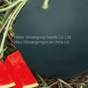 Seedless Black Skin Hybrid Watermelon Seeds thumbnail-1
