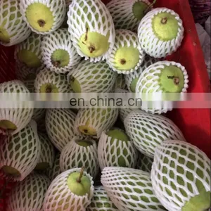 Fresh Mango From Viet Nam thumbnail-1