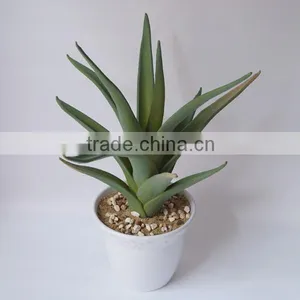 MINI Aloe Vera Plants For Sale thumbnail-1