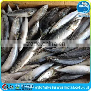 Frozen Seafood Frozen Pacific Mackerel for Sale Mackerel Seafood thumbnail-2