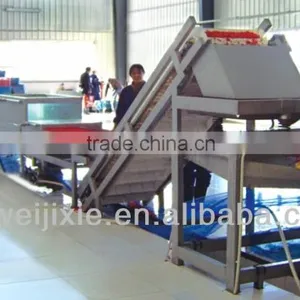 Medlar Fruit Production Line thumbnail-1