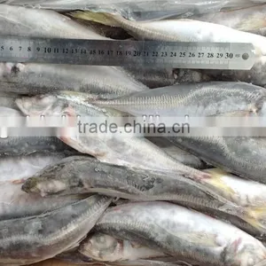 Frozen Whole Round Fish Horse Mackerel 22-25cm for Sale thumbnail-1
