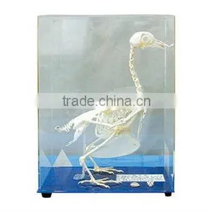 Superior Dove/piegon Skeleton Specimen for Teaching and Medical Use thumbnail-1