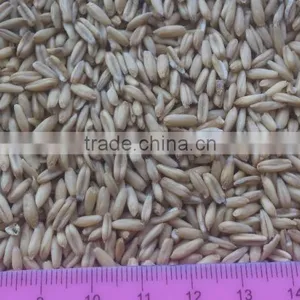 Hulled Oats thumbnail-1