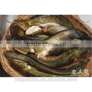 Frozen Fresh Catfish Exporters From China thumbnail-1