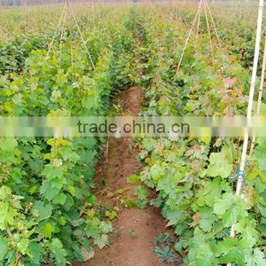 Grape Tree Seedling thumbnail-3