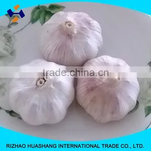 Red Garlic Size6.0cm thumbnail-3