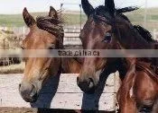 Great as Horse Trailer Mats and Livestock Trailer Mats Stall Mats thumbnail-1