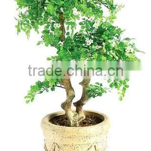 SJ2001022 Small Potted Foliage Banyan Tree Landscaping Decoraative Garden Tree thumbnail-4