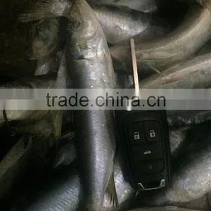 Frozen Sardinella Fish (Sardinella Longiceps) WR for Canning thumbnail-2