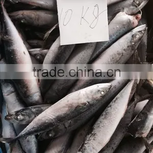 Frozen Pacific Mackerel thumbnail-3
