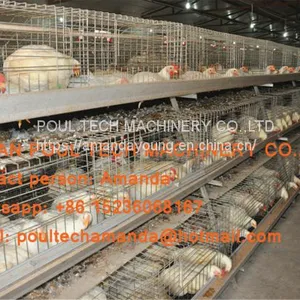 Thailand Poultry Farm A Type Battery Broiler Cage System & Hot Galvanized Cage With Automatic Manure Clean Machine for Farmer thumbnail-1