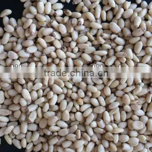 Pinenut Kernel thumbnail-1