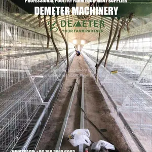 Chicken Cage Africa Market Poultry Farm Project thumbnail-5
