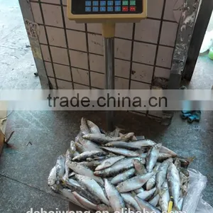 Frozen Sardine Fish Whole Round in Good Quality thumbnail-2