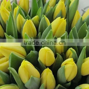 Fashion Hot Sale Yellow Tulip Fresh Cut Flowers thumbnail-1