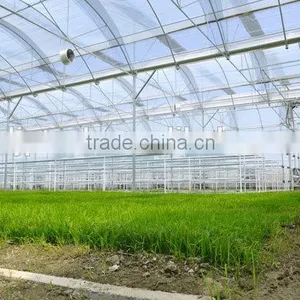 Multi-span Plastic Greenhouses Sale thumbnail-2