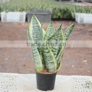 Sansevieria Can the Harmful Material Such as Formaldehyde Absorption of the House thumbnail-1