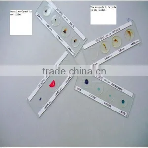 Microscope Slides With 4 Specimen on 1 Slide thumbnail-1