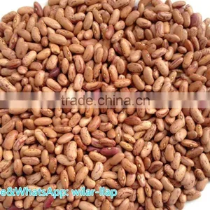 2012 , 2013 Light Speckled Kidney Bean With Cheapest Price ,LSKB, Long Shape thumbnail-1