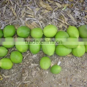 Lime thumbnail-1